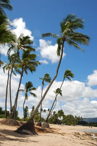 2007_05_30_HAWAII (29) (Large).JPG